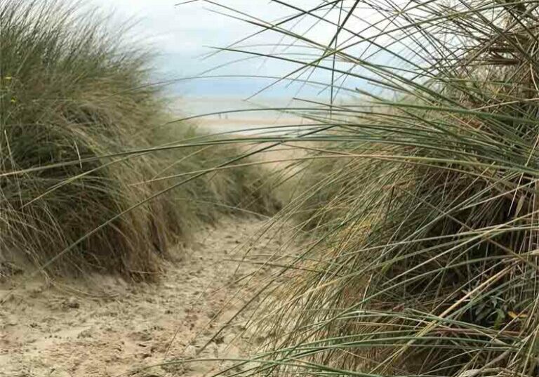 Benefits of Dune Grass